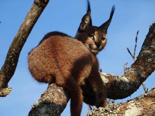 Sibuya Game Reserve & Lodge - 260492