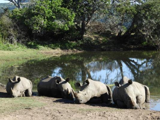 Sibuya Game Reserve & Lodge - 260508