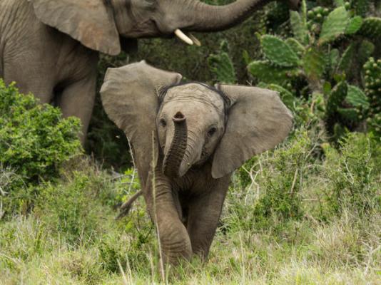 Sibuya Game Reserve & Lodge - 260519