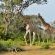 Sibuya Game Reserve & Lodge - 260533