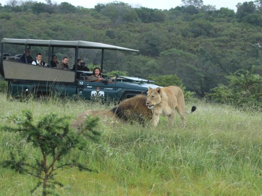 Sibuya Game Reserve & Lodge - 260539