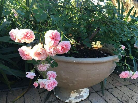 Peaches and Cream Bed and Breakfast - 261128