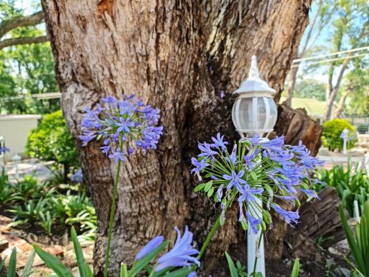 Peaches and Cream Bed and Breakfast - 261130