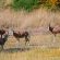 Camelroc Guest Farm - 261395