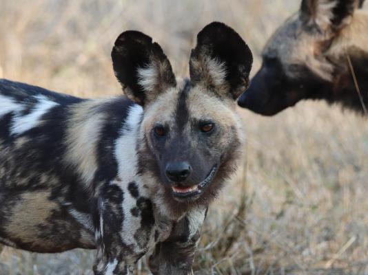 Zazu Private Bush Lodge - 261460