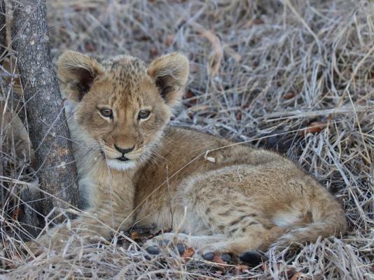 Zazu Private Bush Lodge - 261462