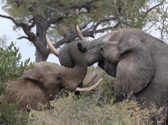 Zazu Private Bush Lodge - 261465