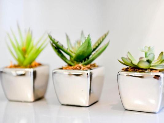 Bellas B and B - 261634