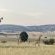 Bateleur Nature Reserve - 261752