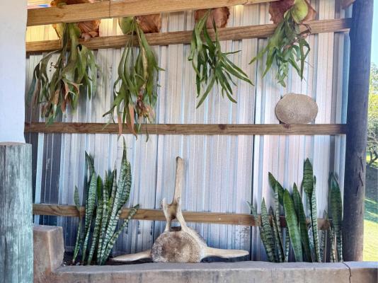Swell Eco Lodge - 261817