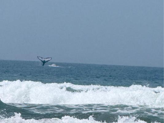 Swell Eco Lodge - 261823