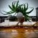 Swell Eco Lodge - 261885