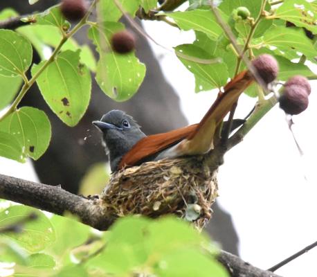 Shoulder Mountain