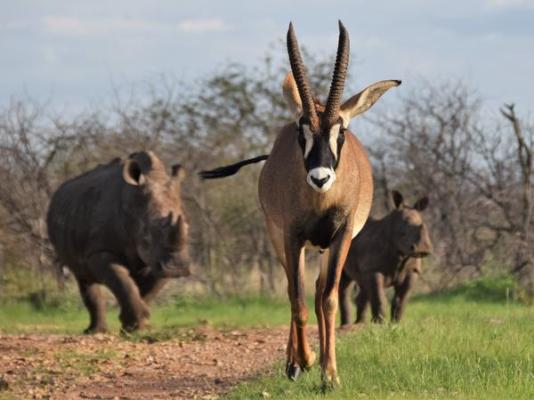 Kifaru Luxury Lodge - 262135