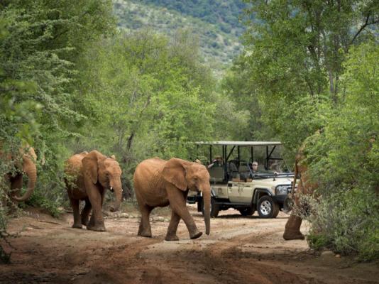 Mbazo & Dzombo Safaris - 262268