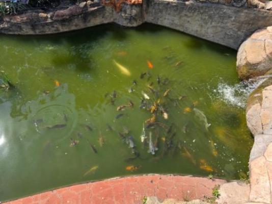 Beverly Hills Lodge - Garden