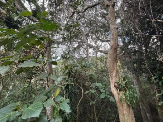 Fyndraai Guesthouse - Garden