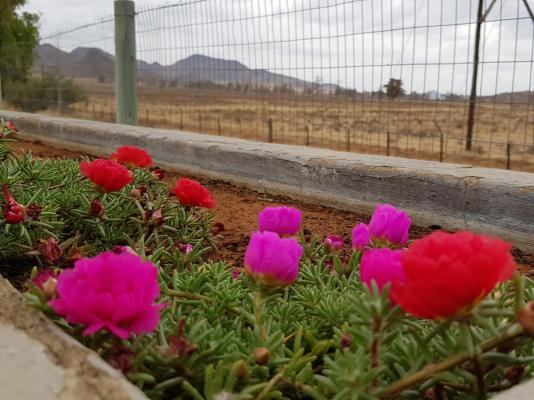 Aloes Guest House - 263908