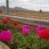 Aloes Guest House - 263908