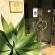 Belmont Guesthouse - 263995