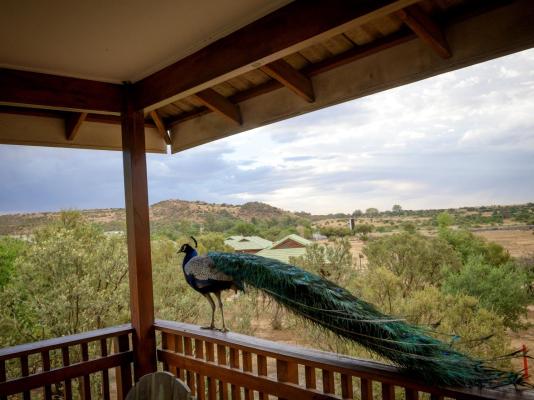 Sangiro Game Lodge - 264060