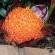 Doves Nest Guest House - 264148