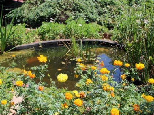 Gender Links Cottages - Garden