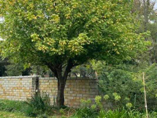 Bella Rosa - Garden