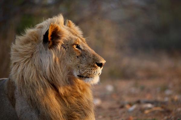 Ivory Wilderness River Rock Lodge - 264508