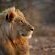 Ivory Wilderness River Rock Lodge - 264508