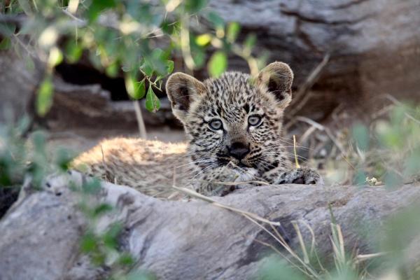 Ivory Wilderness River Rock Lodge - 264517