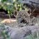 Ivory Wilderness River Rock Lodge - 264517