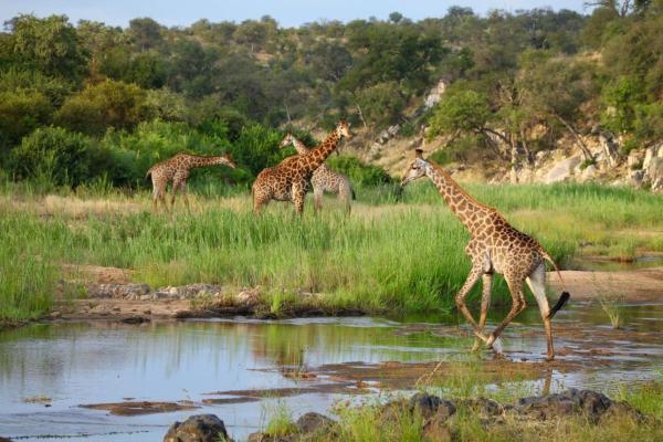 Ivory Wilderness River Rock Lodge - 264522