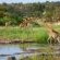 Ivory Wilderness River Rock Lodge - 264522