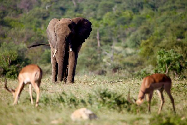 Ivory Wilderness River Rock Lodge - 264528