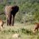 Ivory Wilderness River Rock Lodge - 264528