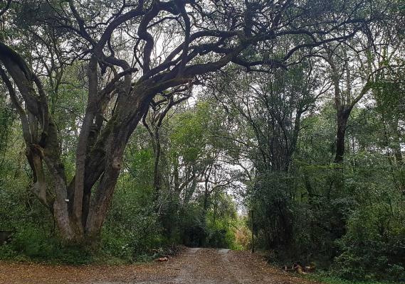 Rockwood Karkloof Forest