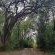Rockwood Karkloof Forest