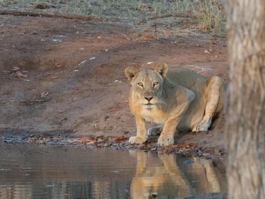 Kingly Conservation Camp - 264820