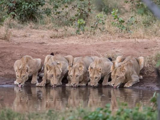 Kingly Conservation Camp - 264821