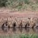 Kingly Conservation Camp - 264821
