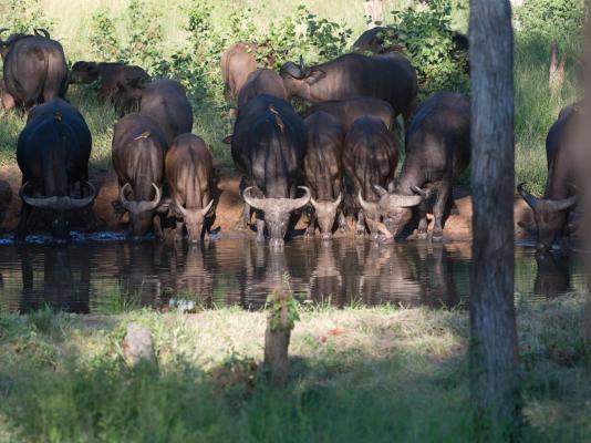 Kingly Conservation Camp - 264824
