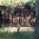 Kingly Conservation Camp - 264824