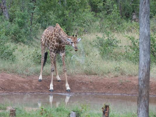 Kingly Conservation Camp - 264826