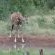 Kingly Conservation Camp - 264826