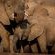 Kingly Conservation Camp - 264832