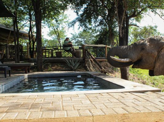 Kingly Conservation Camp - 264833