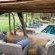 Kingly Conservation Camp - 264840