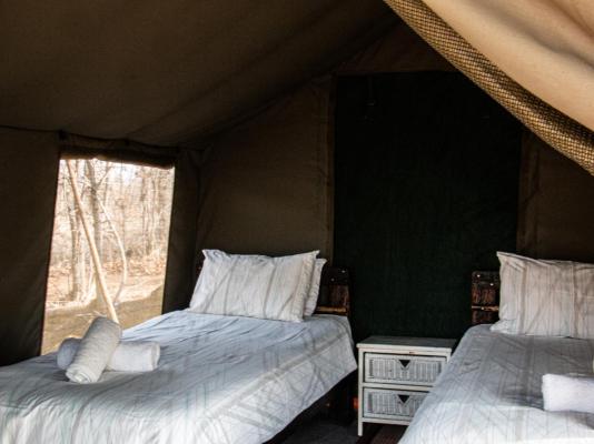 Kingly Conservation Camp - 264849