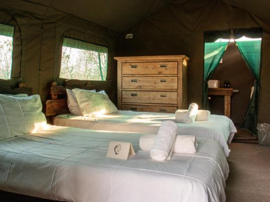 Kingly Conservation Camp - 264871